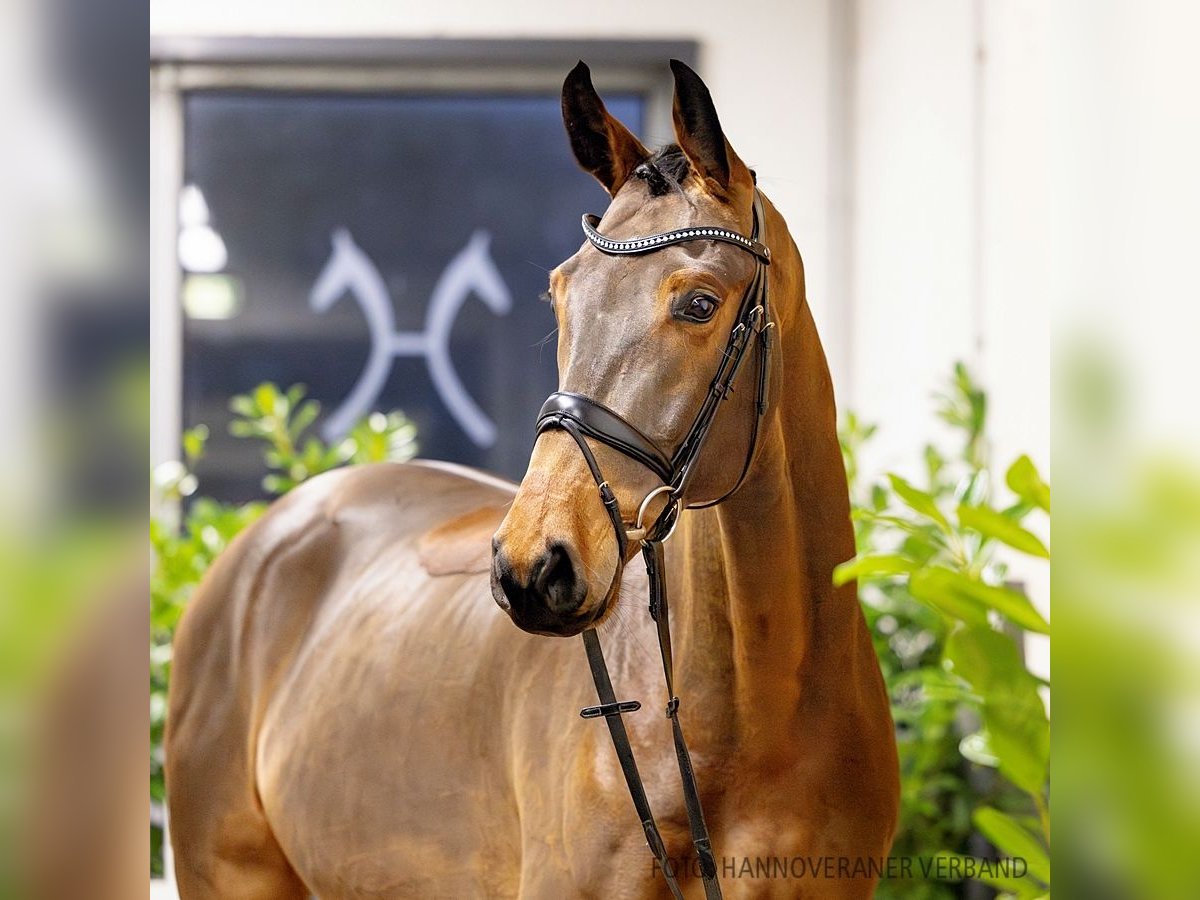 Hanoverian Gelding 5 years 16,3 hh Brown in Verden