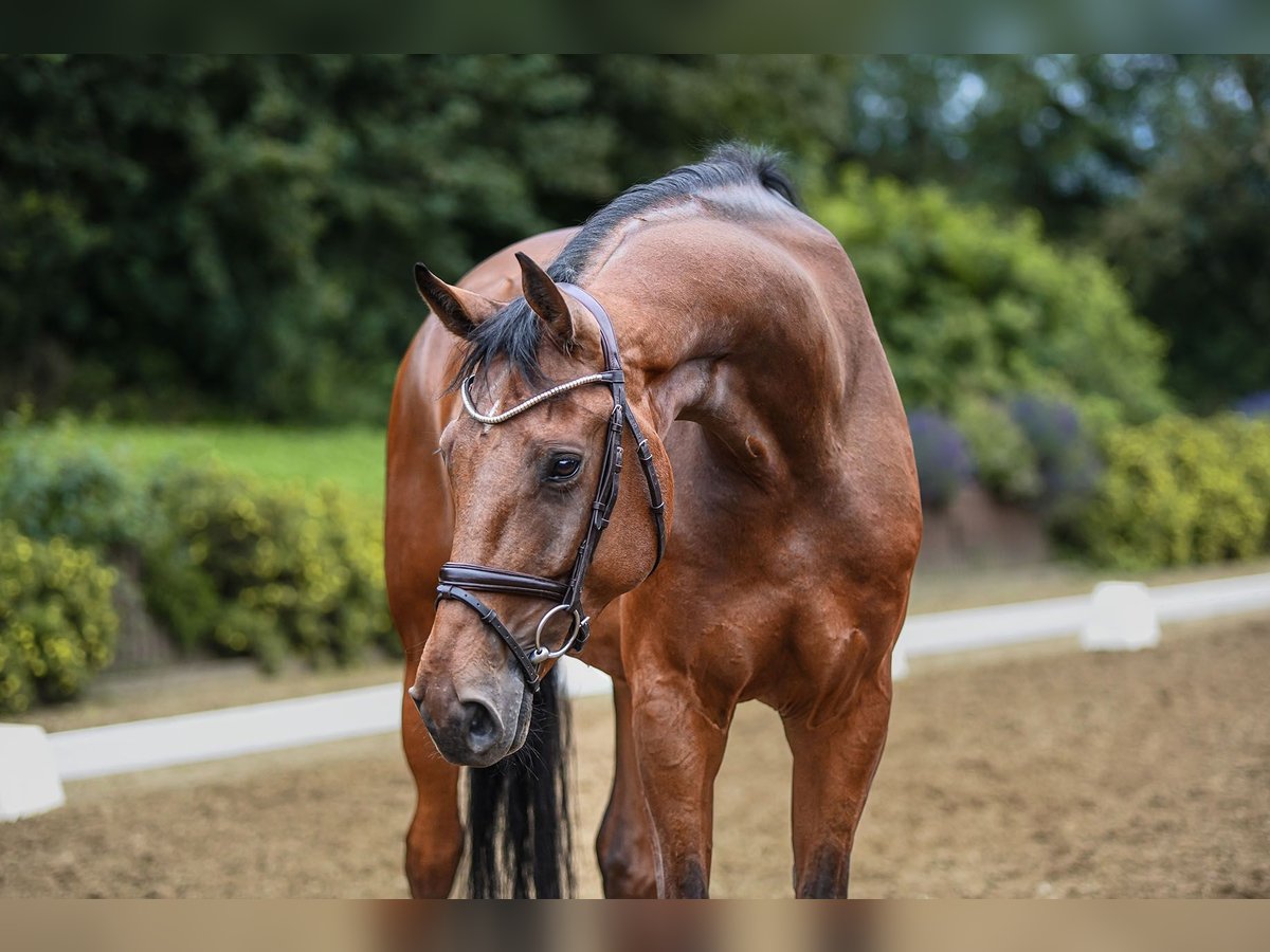 Hanoverian Gelding 5 years 16,3 hh Brown in Riedstadt