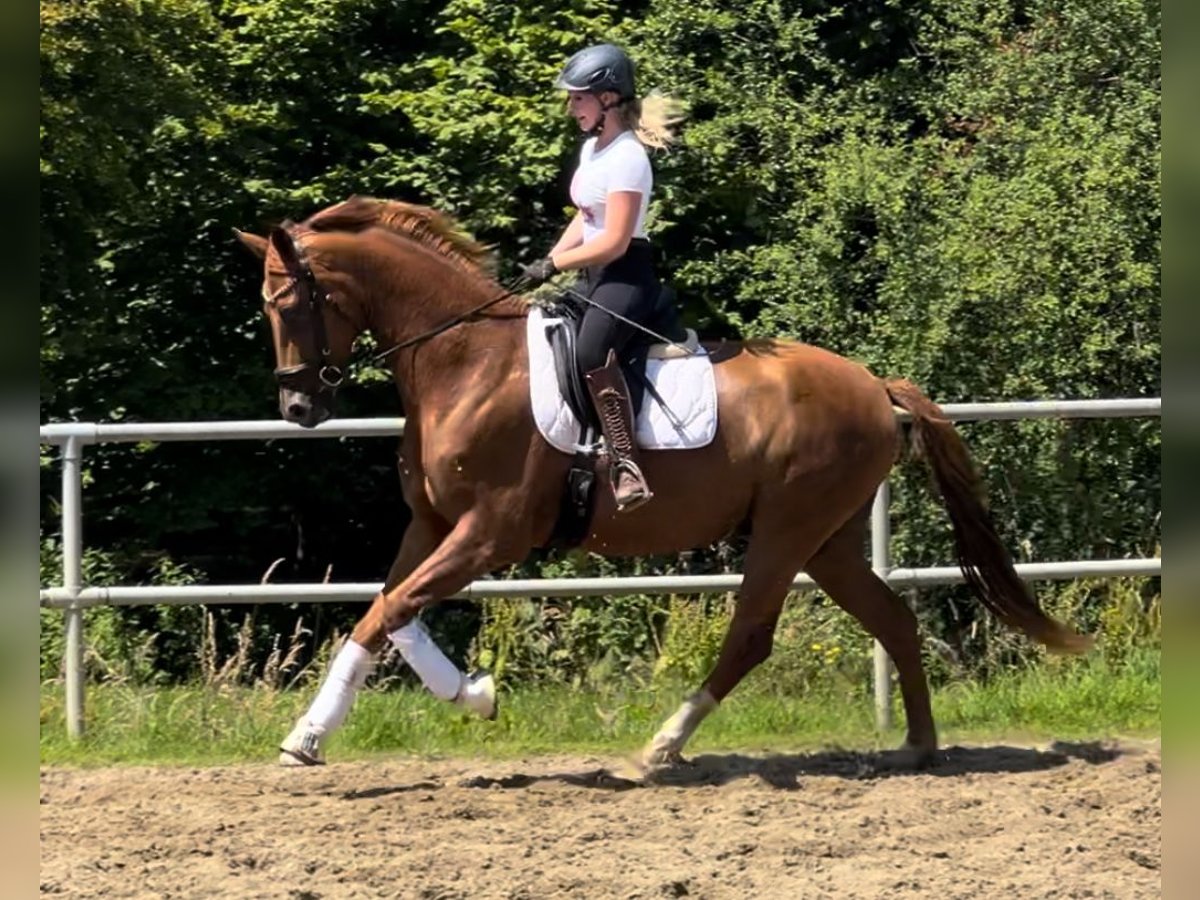 Hanoverian Gelding 5 years 16,3 hh Chestnut-Red in Bassum