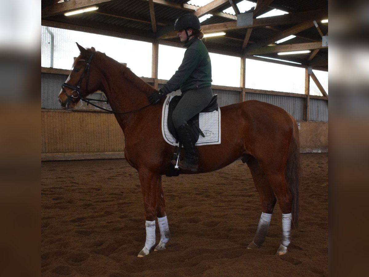 Hanoverian Gelding 5 years 16,3 hh Chestnut-Red in Fredenbeck