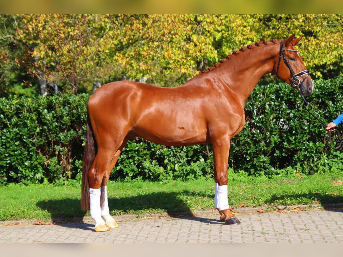 Hanoverian Gelding 5 years 16,3 hh Chestnut-Red in Selsingen