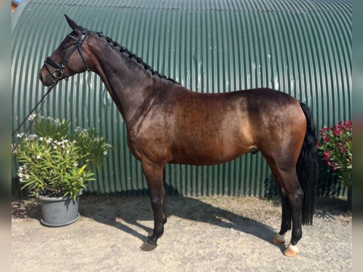 Hanoverian Gelding 5 years 16 hh Bay-Dark in Mockrehna