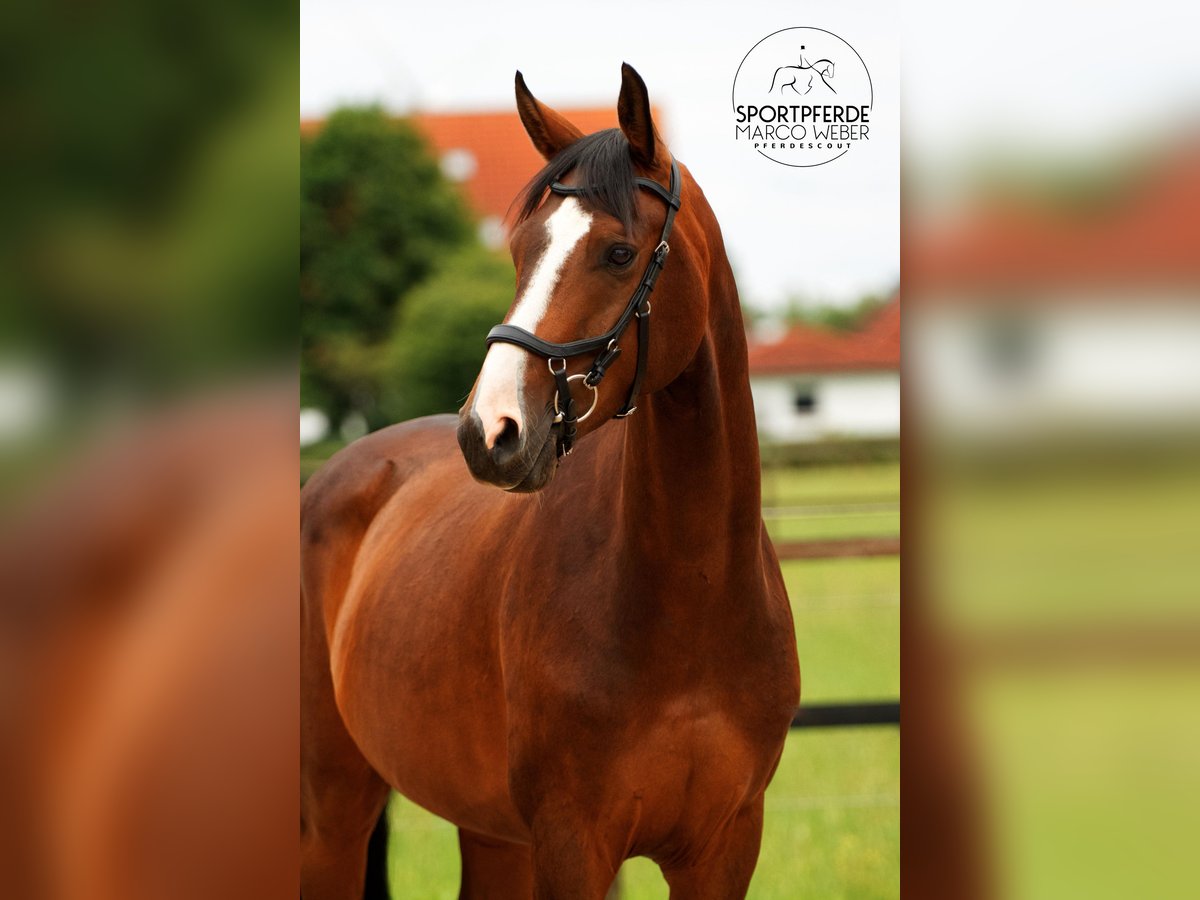 Hanoverian Gelding 5 years 16 hh Bay-Dark in Riede