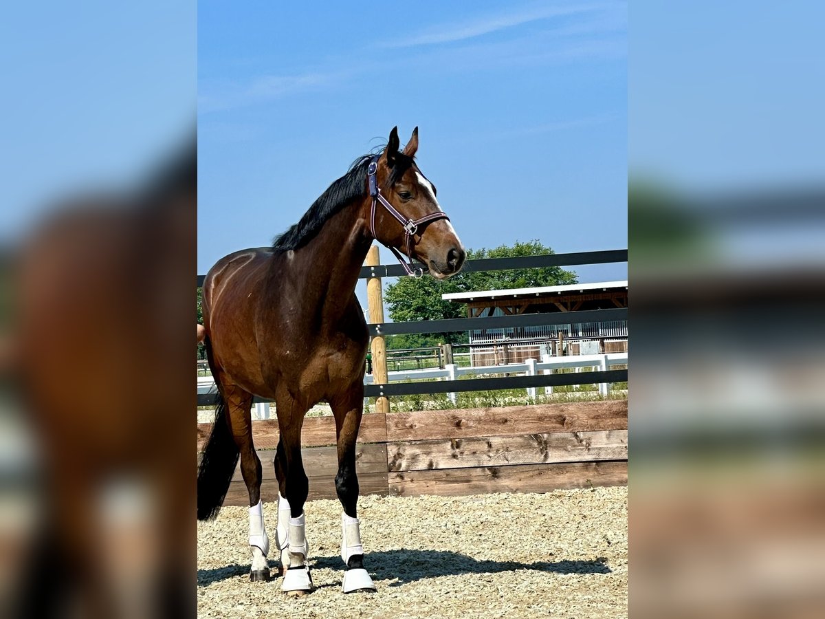 Hanoverian Gelding 5 years 16 hh Bay-Dark in Riede
