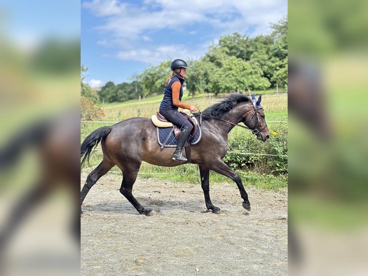 Hanoverian Gelding 5 years 16 hh Bay-Dark in Bad D&#xFC;rrheim