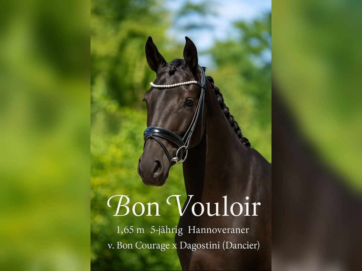 Hanoverian Gelding 5 years 16 hh Black in Rosenheim