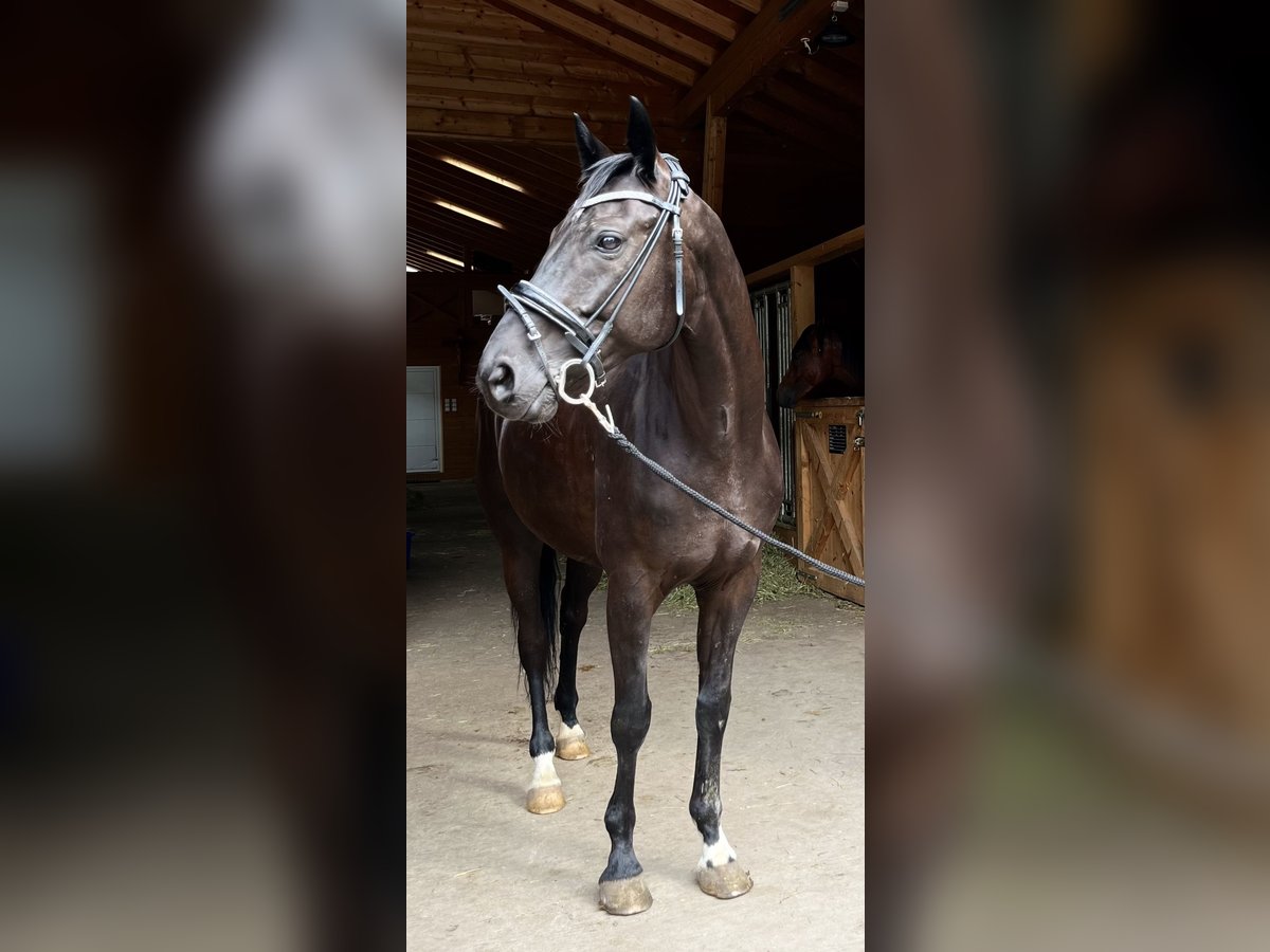 Hanoverian Gelding 5 years 16 hh Black in Weil