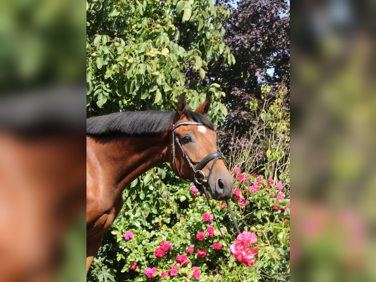 Hanoverian Gelding 5 years 16 hh Brown in Gro&#xDF; Ippener