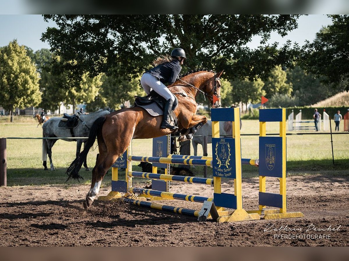 Hanoverian Gelding 5 years 16 hh Brown in Oberkr&#xE4;mer