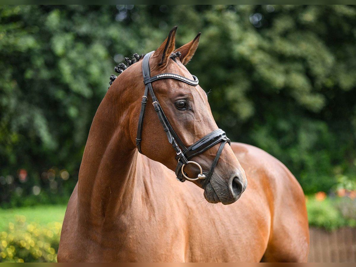Hanoverian Gelding 5 years 16 hh Brown in Riedstadt