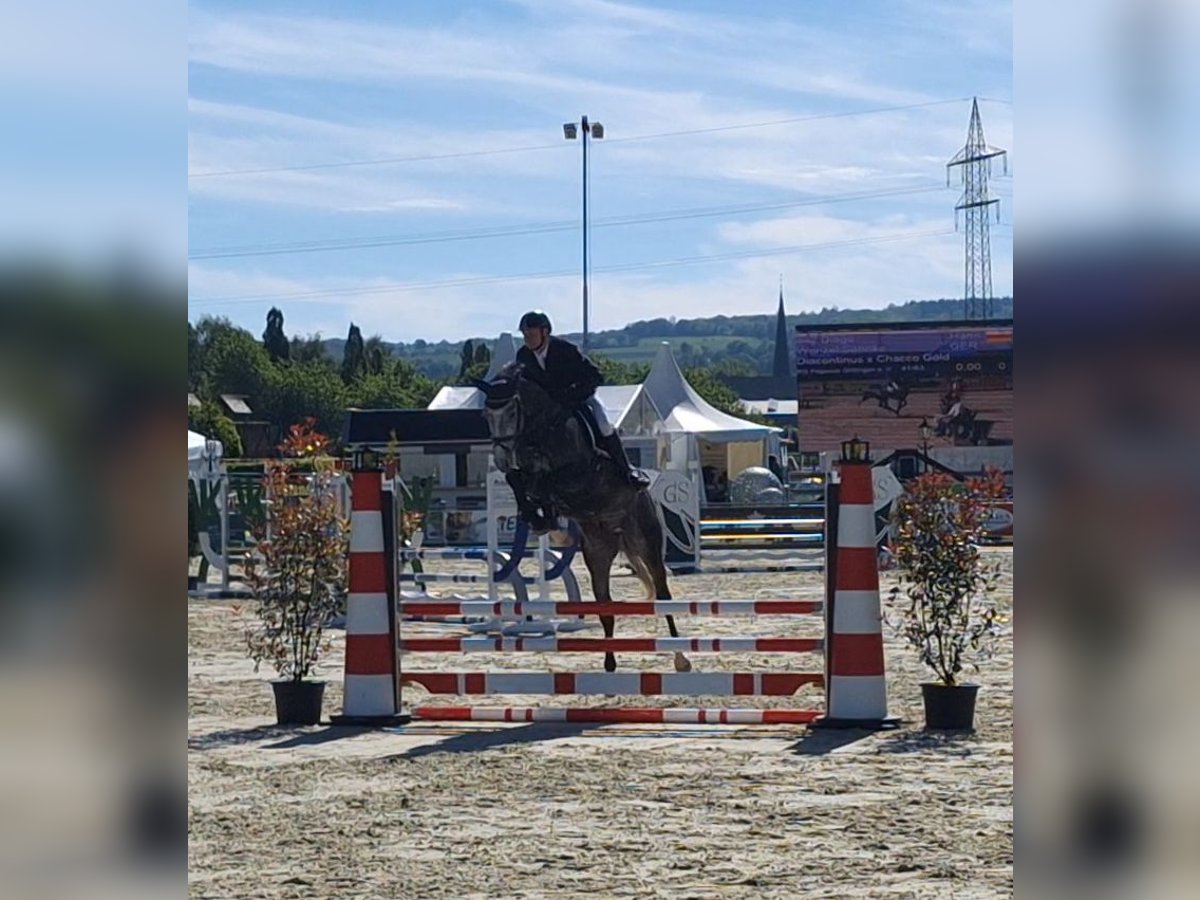 Hanoverian Gelding 5 years 16 hh Gray-Dapple in Northeim