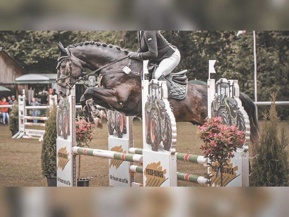 Hanoverian Gelding 5 years 16 hh in Diepenau