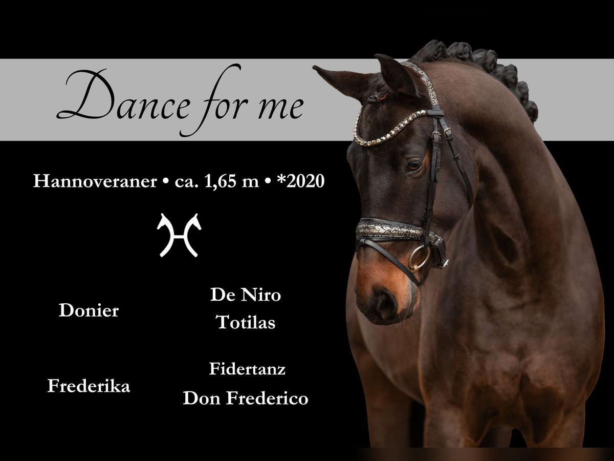 Hanoverian Gelding 5 years 16 hh Smoky-Black in Wehringen