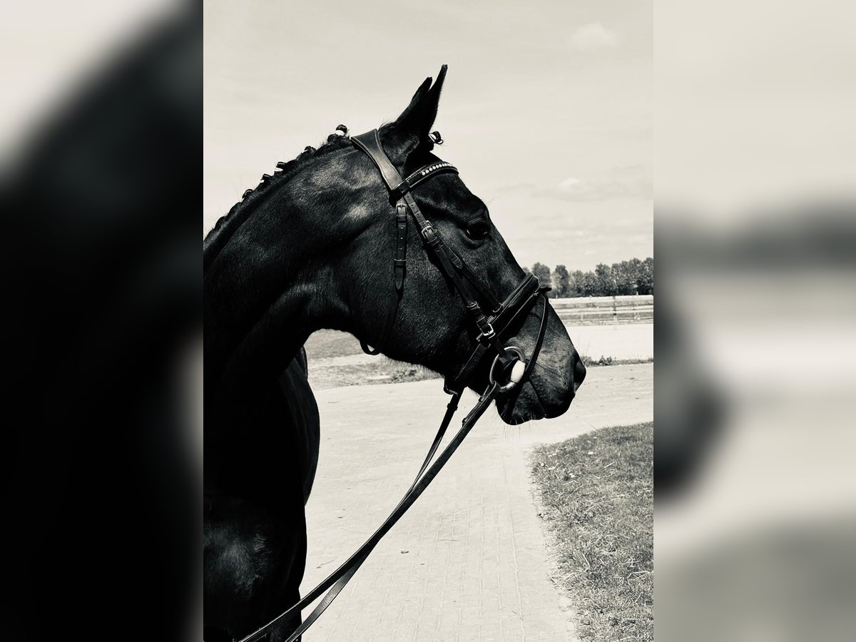 Hanoverian Gelding 5 years 16,1 hh Bay-Dark in Winsen (Luhe)