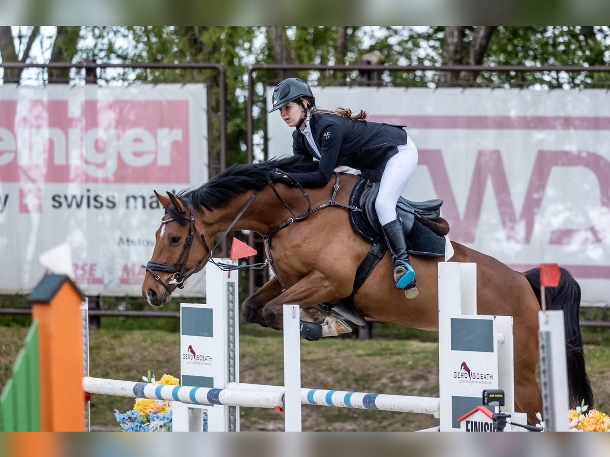 Hanoverian Mix Gelding 5 years 16,1 hh Bay in Kunkiai