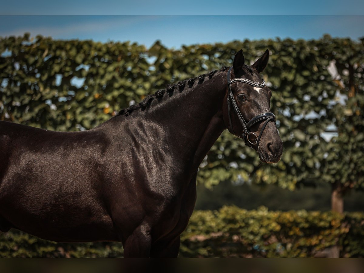 Hanoverian Gelding 5 years 16,1 hh Black in Goch