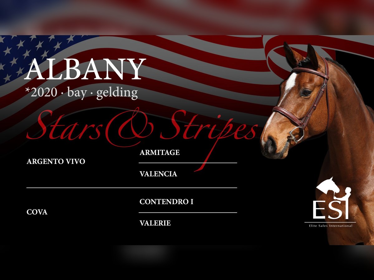 Hanoverian Gelding 5 years 16,1 hh Brown in Lastrup