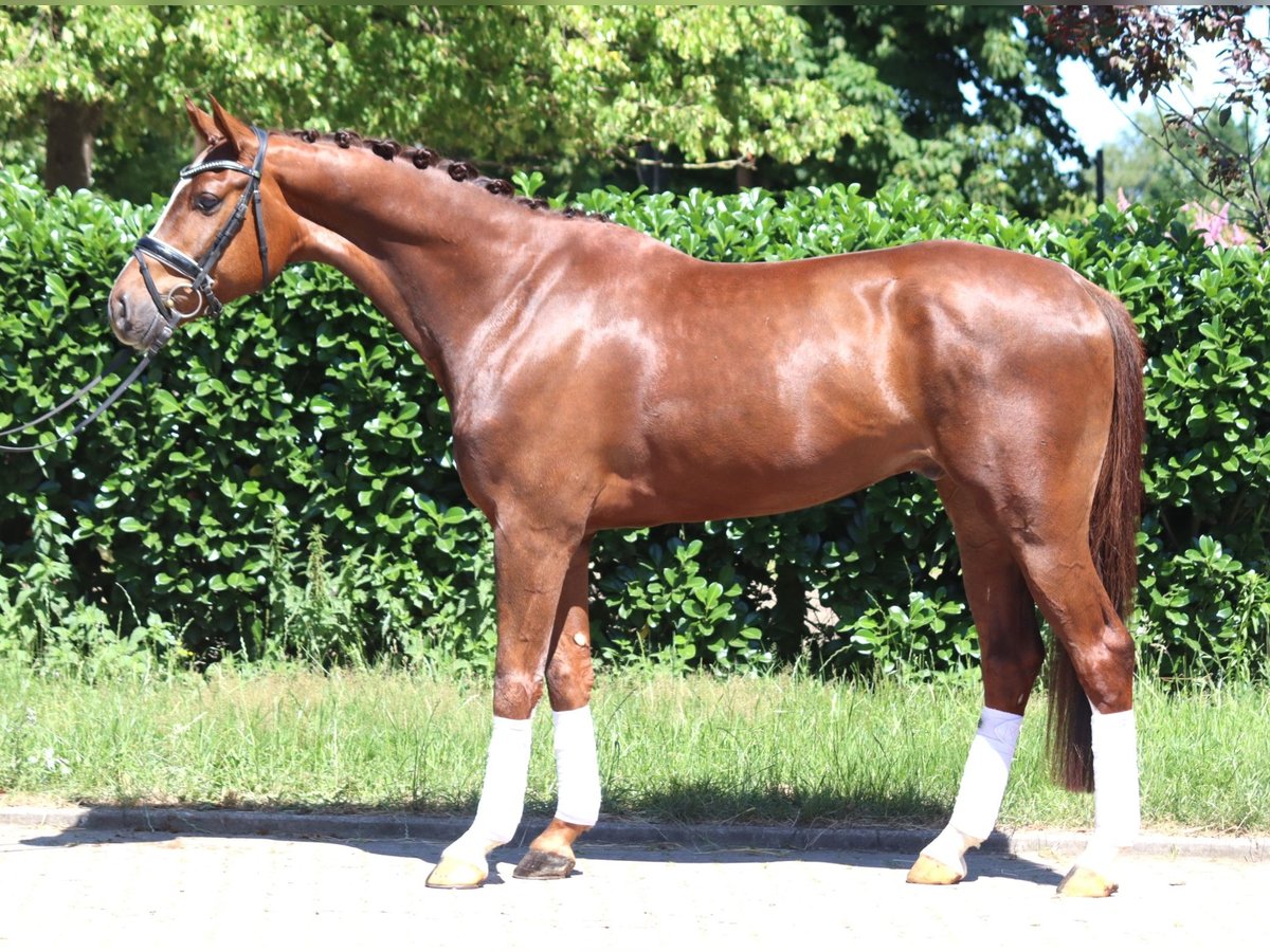Hanoverian Gelding 5 years 16,1 hh Chestnut in Selsingen