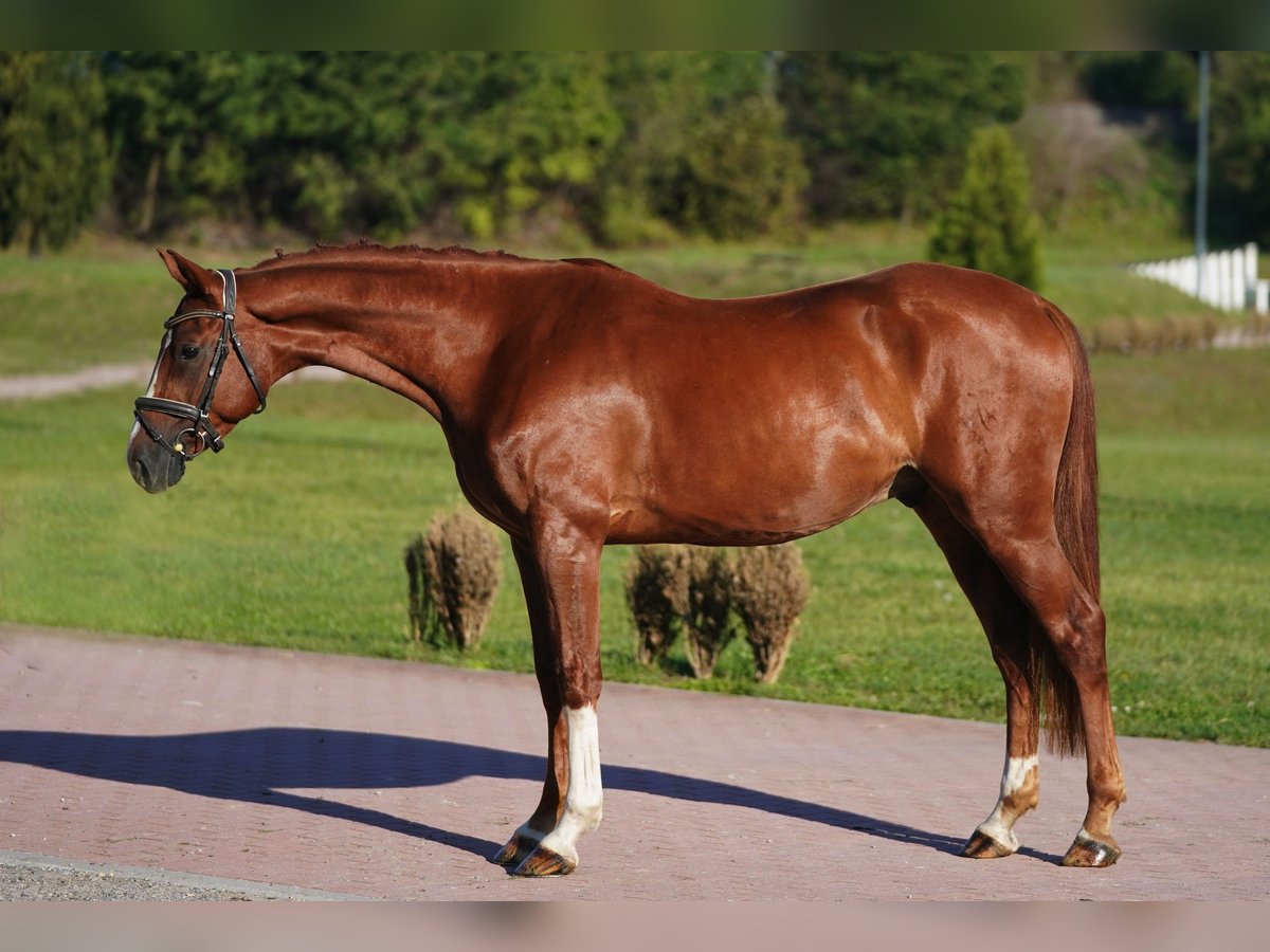 Hanoverian Gelding 5 years 16,1 hh Chestnut-Red in Prag Region