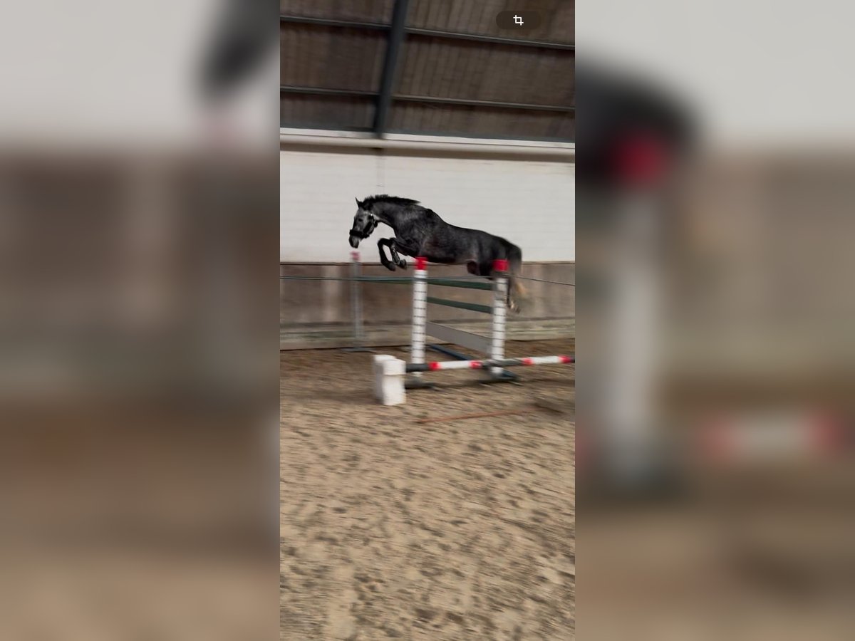 Hanoverian Gelding 5 years 16,1 hh Grey-Dapple in Waldshut-Tiengen Hanoverian Gelding 5 years 16,1 hh Grey-Dapple in Waldshut-Tiengen
