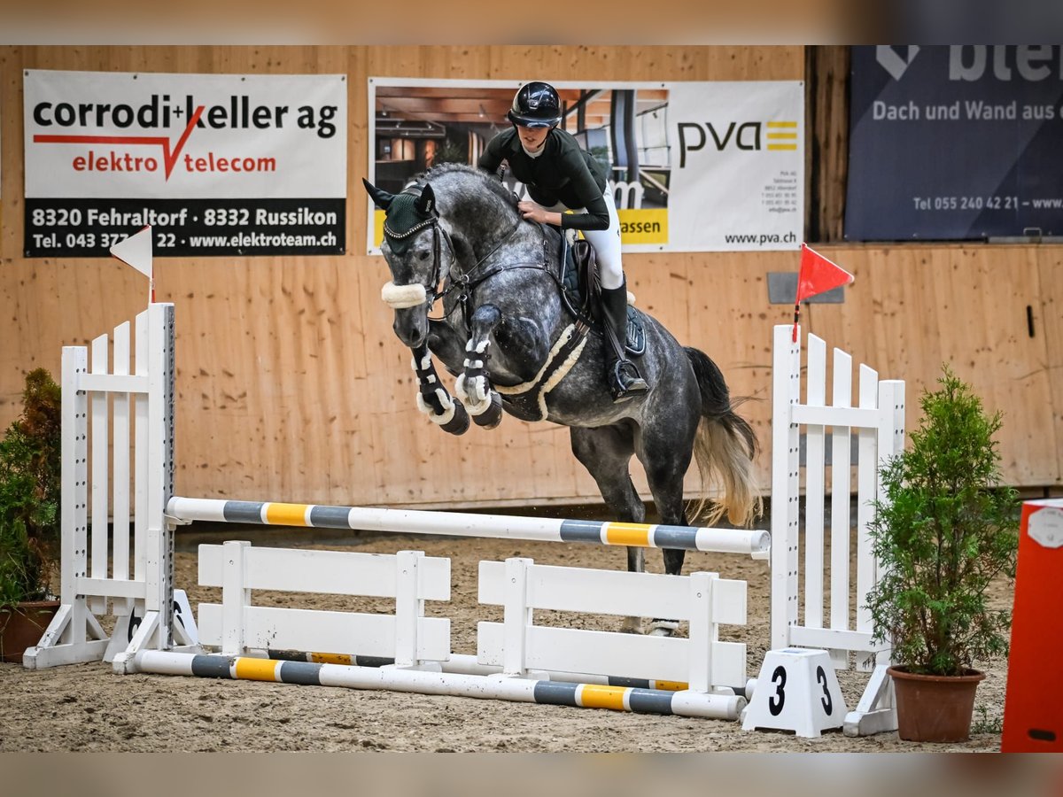 Hanoverian Gelding 5 years 16,1 hh Grey-Dapple in Waldshut-Tiengen