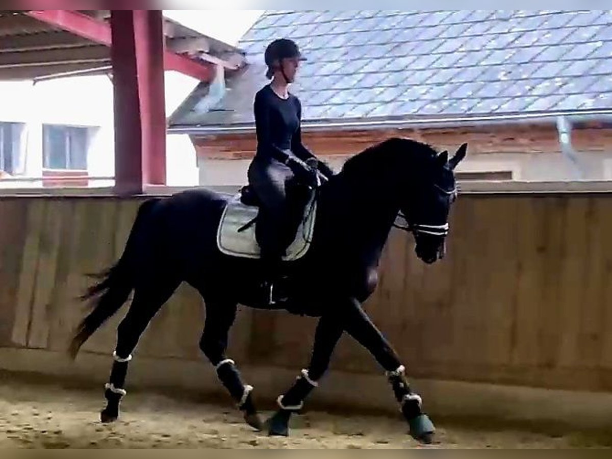 Hanoverian Gelding 5 years 16,1 hh Smoky-Black in B&#xF6;heimkirchen