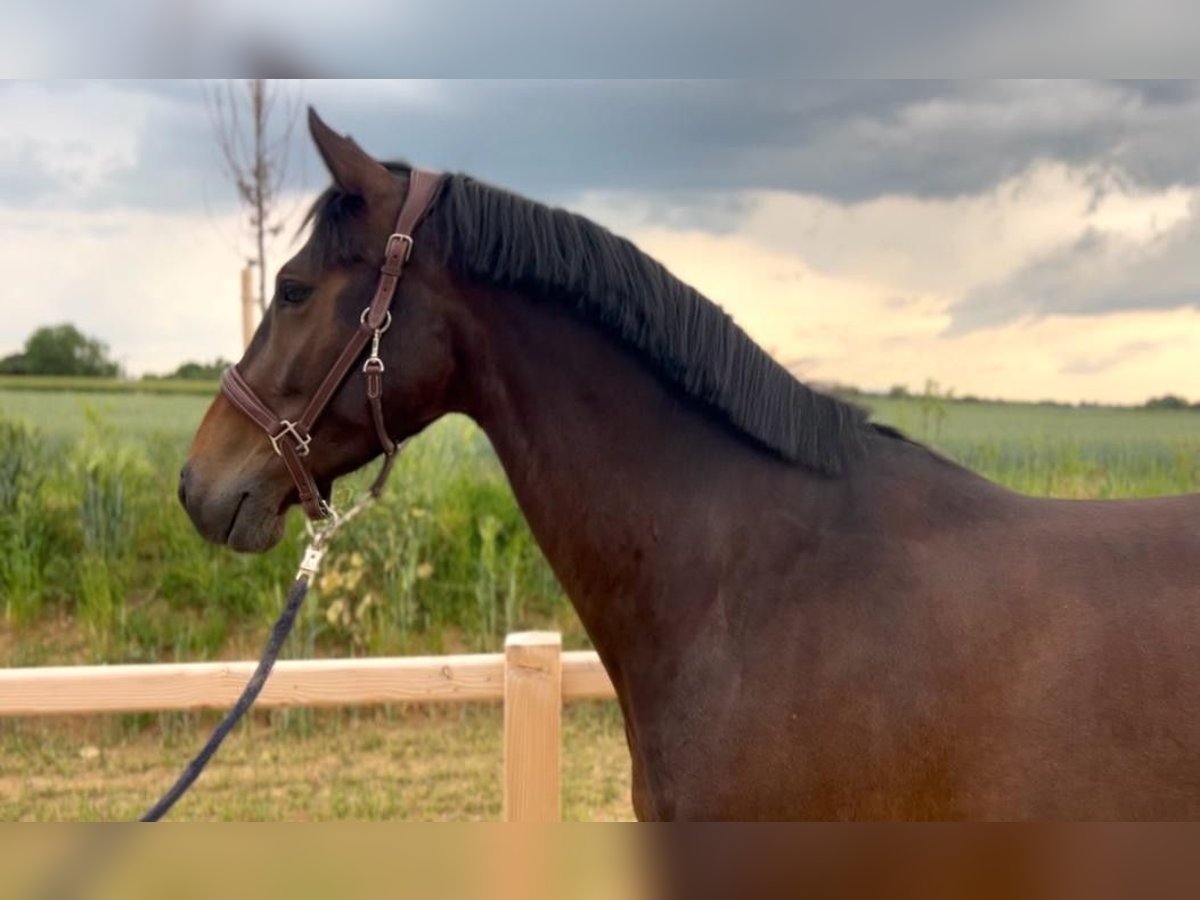 Hanoverian Gelding 5 years 16,1 hh Smoky-Black in Wiesbaden