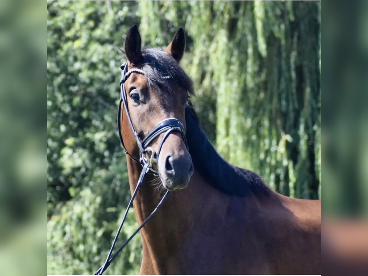 Hanoverian Gelding 5 years 16,2 hh Bay-Dark in Brieselang