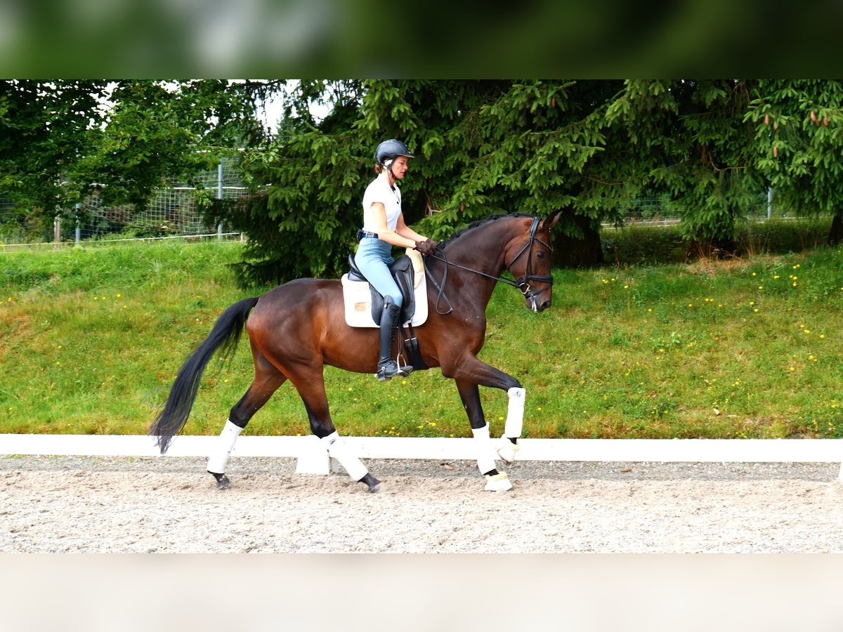 Hanoverian Gelding 5 years 16,2 hh Bay-Dark in Freiensteinau