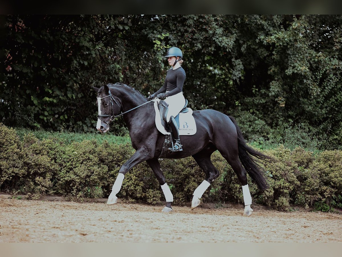 Hanoverian Gelding 5 years 16,2 hh Black in Riedstadt