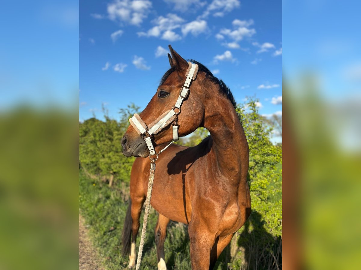 Hanoverian Gelding 5 years 16,2 hh Brown in Lilienthal Hanoverian Gelding 5 years 16,2 hh Brown in Lilienthal