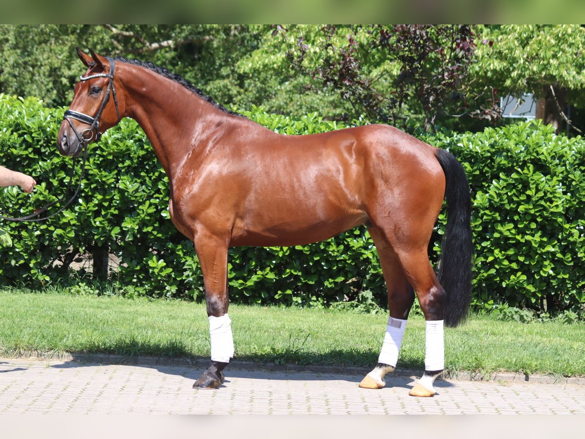 Hanoverian Gelding 5 years 16,2 hh Brown in Selsingen