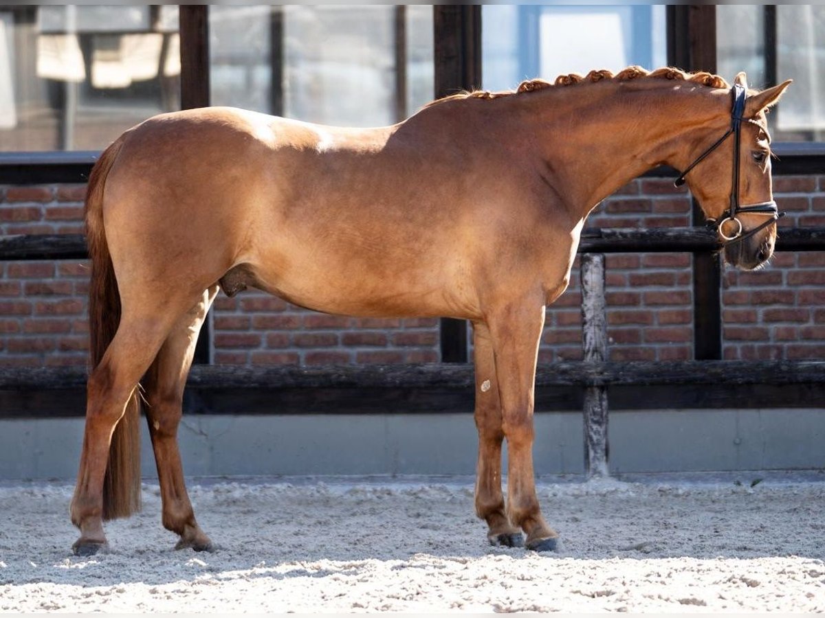 Hanoverian Gelding 5 years 16,2 hh Chestnut-Red in Heidesheim am Rhein