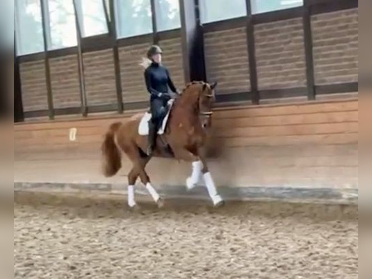 Hanoverian Gelding 5 years 16,2 hh Chestnut-Red in Heidesheim am Rhein