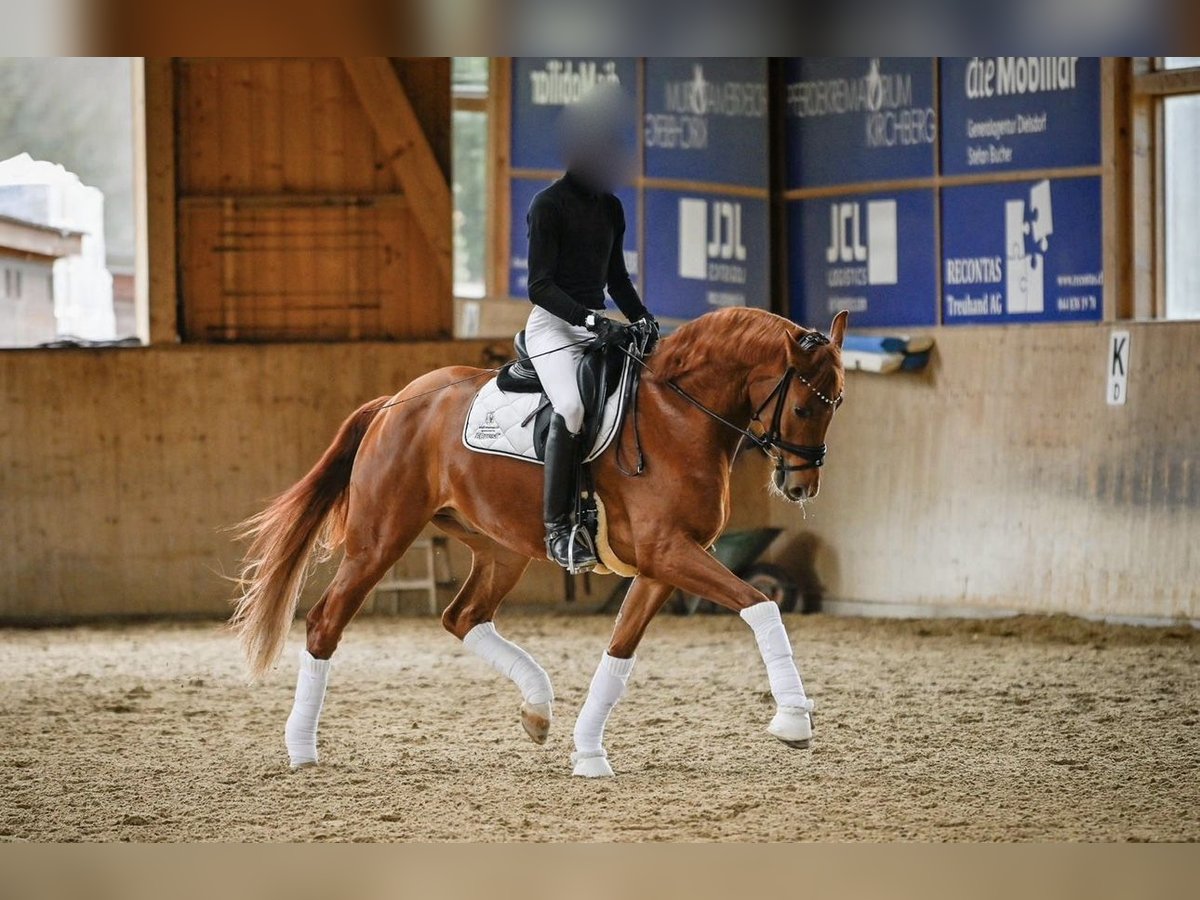 Hanoverian Gelding 5 years 16,2 hh Chestnut-Red in Mariastein