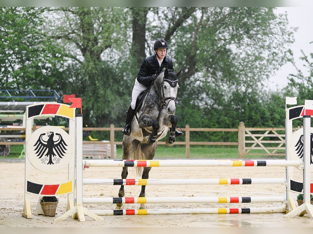 Hanoverian Gelding 5 years 16,2 hh Gray in Riedstadt