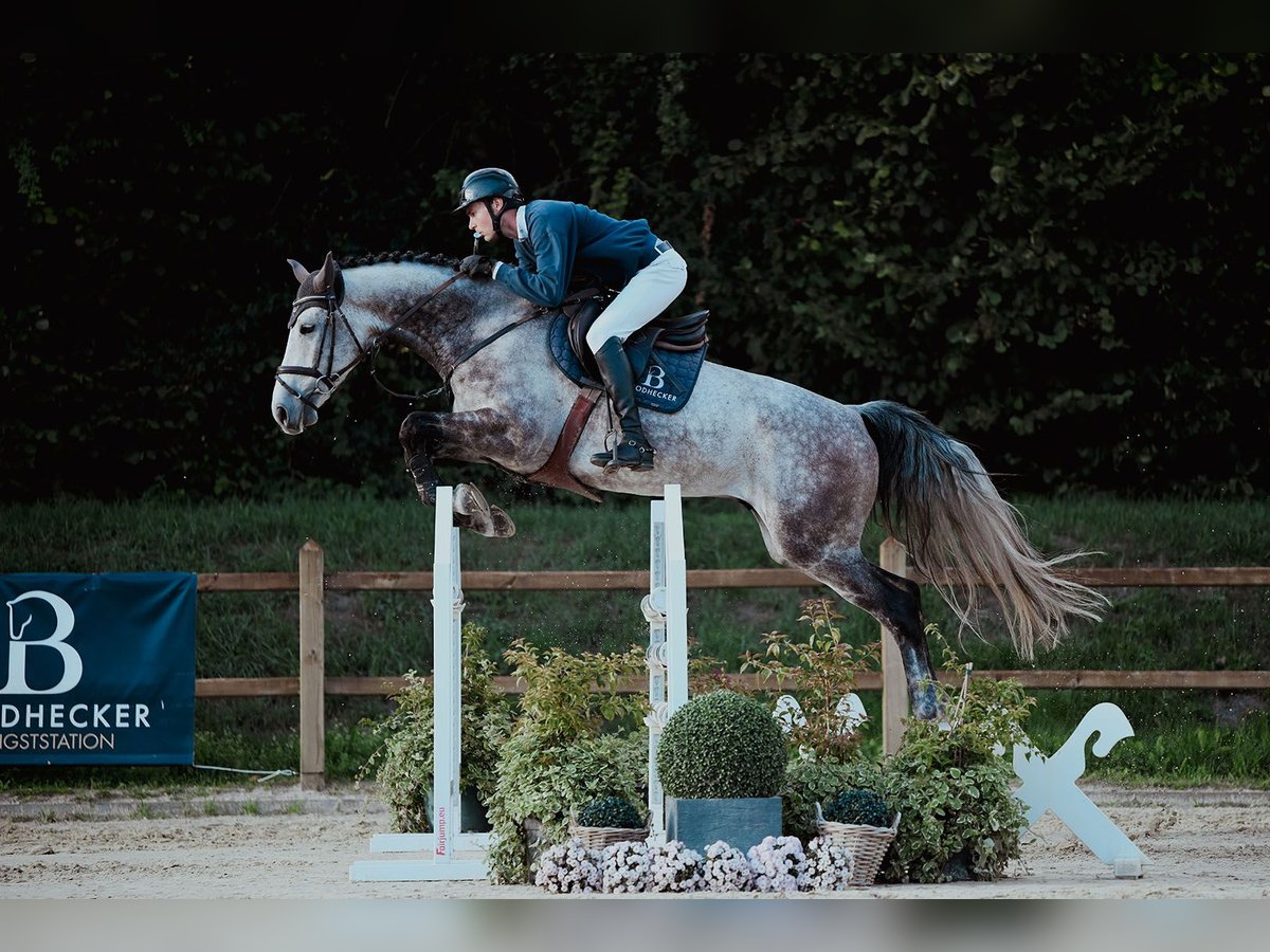 Hanoverian Gelding 5 years 16,2 hh Grey in Riedstadt