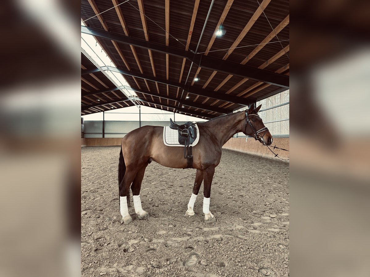 Hanoverian Gelding 5 years 17,1 hh Bay-Dark in Hohenhameln