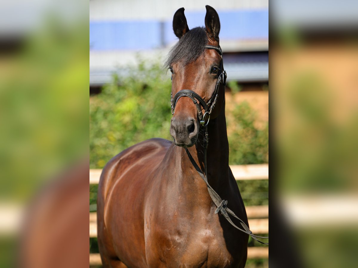 Hanoverian Gelding 5 years 17,1 hh Bay-Dark in Rickling