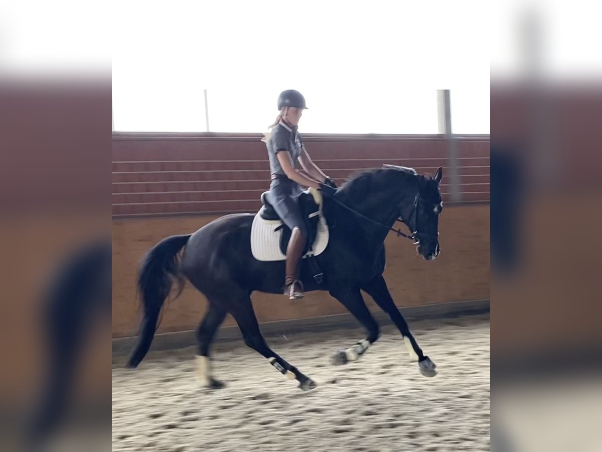 Hanoverian Gelding 5 years 17,1 hh Black in Erftstadt