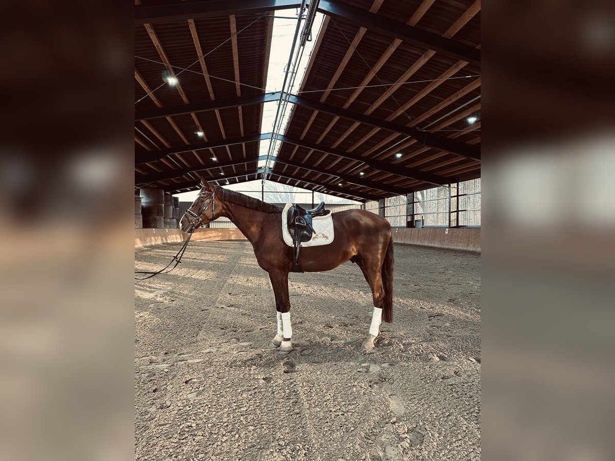 Hanoverian Gelding 5 years 17,1 hh Chestnut in Hohenhameln