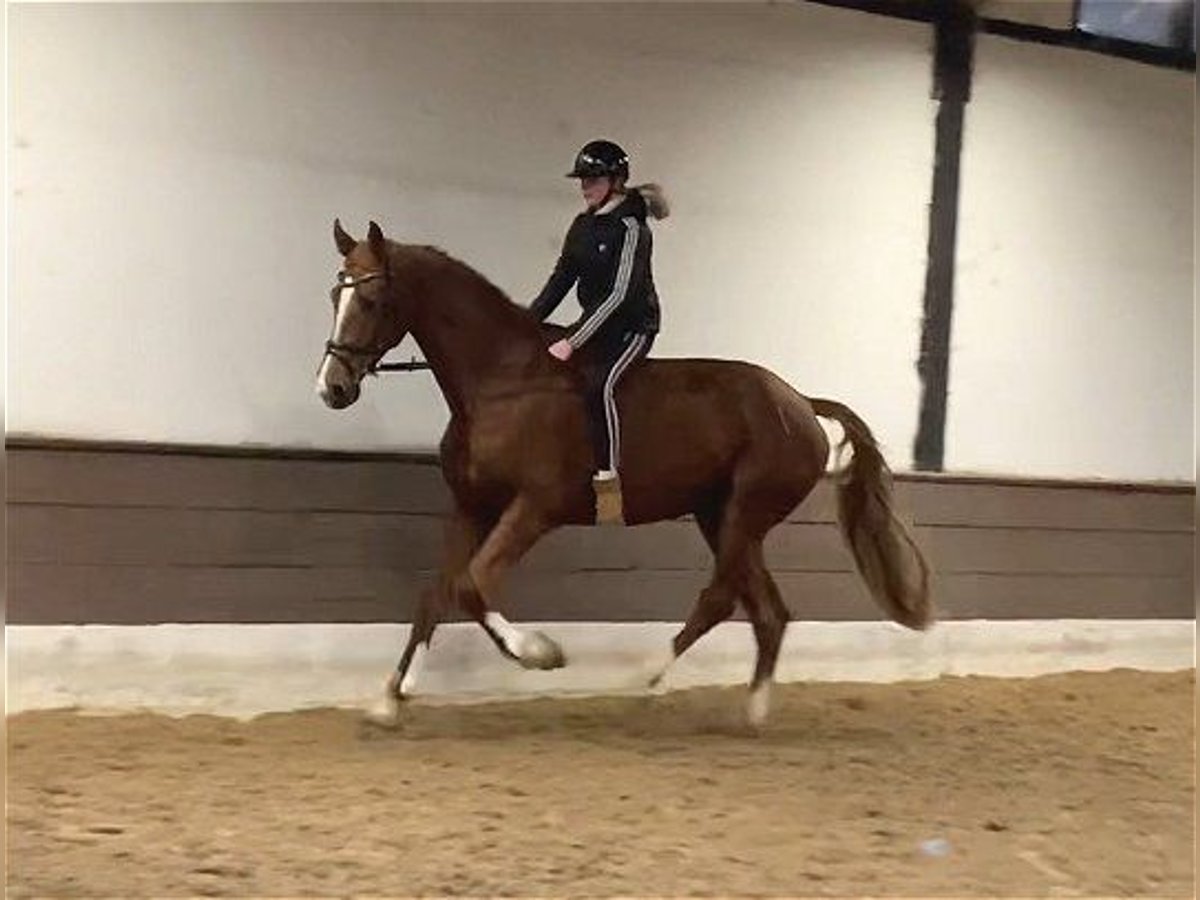 Hanoverian Gelding 5 years 17,1 hh Chestnut-Red in Verden (Aller)