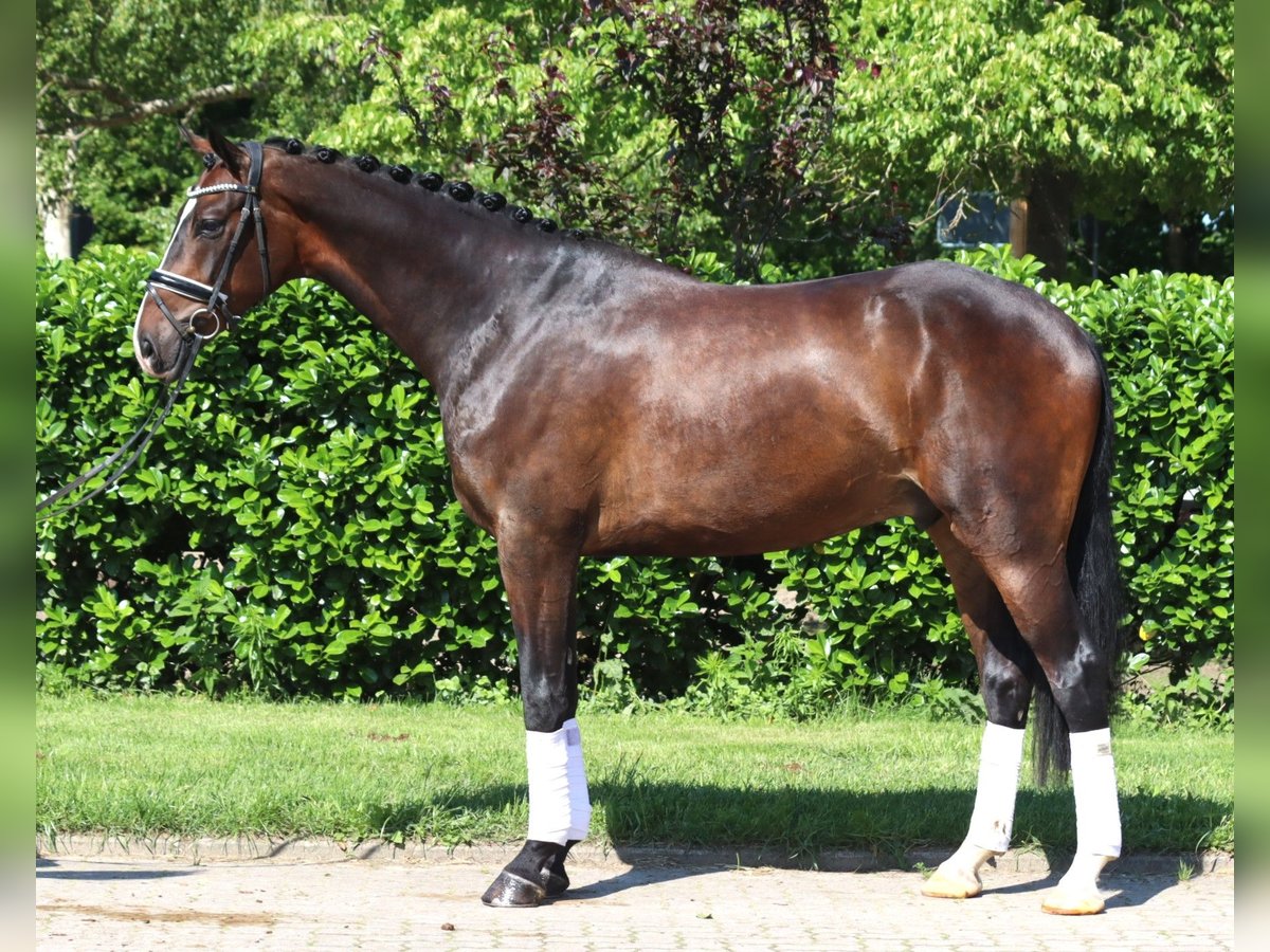 Hanoverian Gelding 5 years 17 hh Bay-Dark in Selsingen