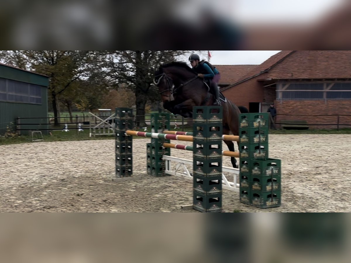 Hanoverian Gelding 5 years 17 hh Bay-Dark in Wietzen