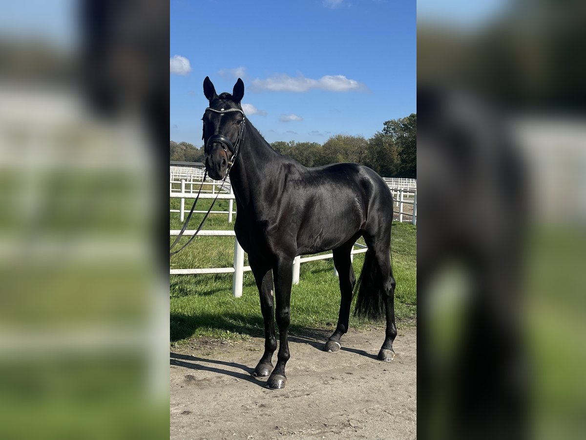 Hanoverian Gelding 5 years 17 hh Black in Ebreichsdorf