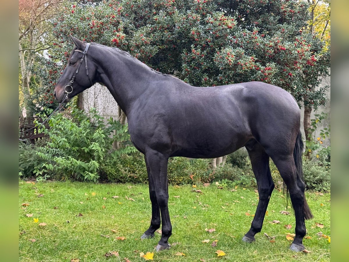 Hanoverian Gelding 5 years 17 hh Black in Cuxhaven Hanoverian Gelding 5 years 17 hh Black in Cuxhaven