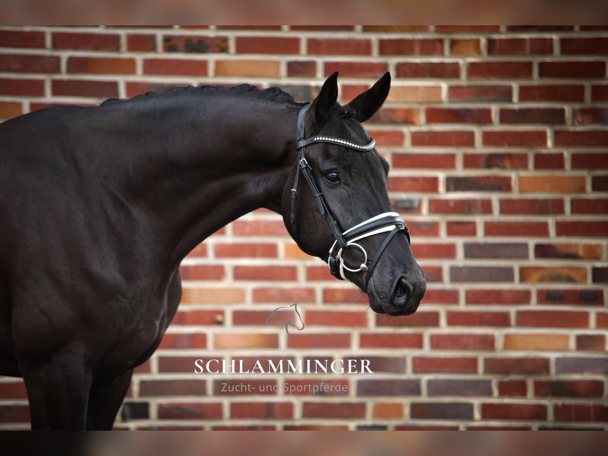 Hanoverian Gelding 5 years 17 hh Black in Rhede