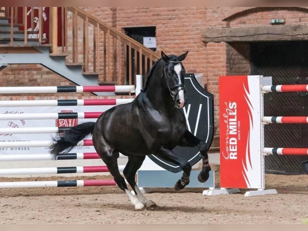 Hanoverian Mix Gelding 5 years 17 hh Black in Nowy Dwór Gdański