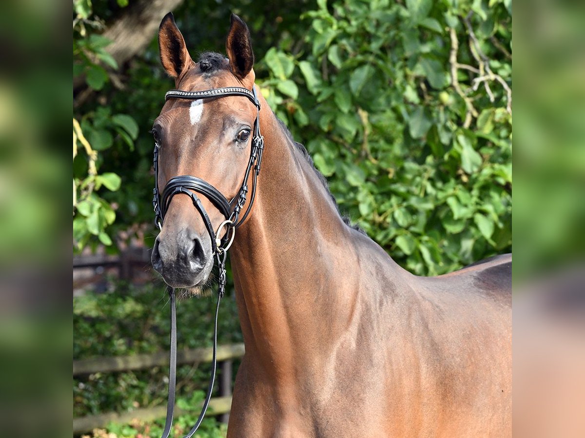 Hanoverian Gelding 5 years 17 hh Brown in Bad Bevensen