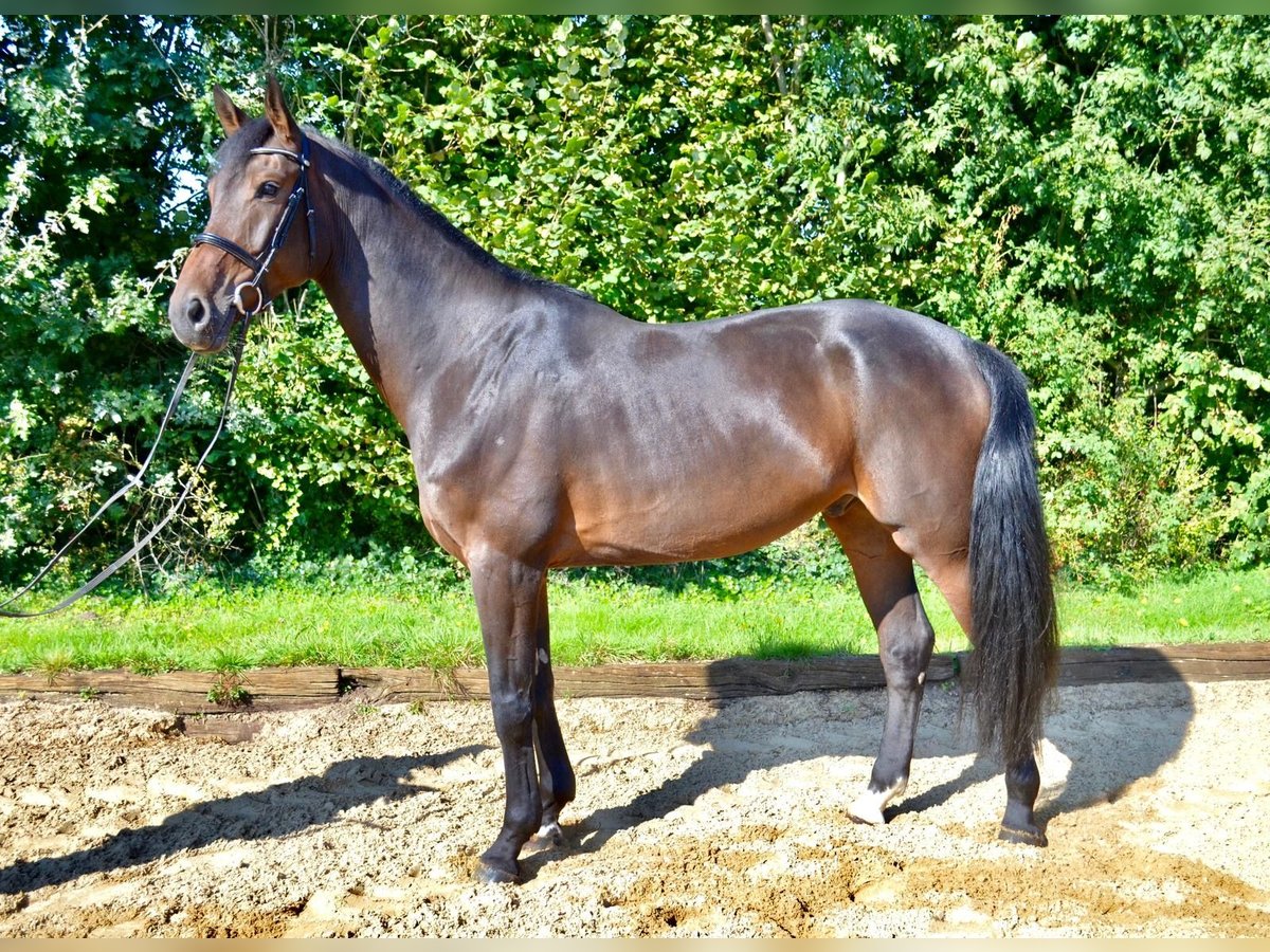 Hanoverian Gelding 5 years 17 hh Brown in Wedemark